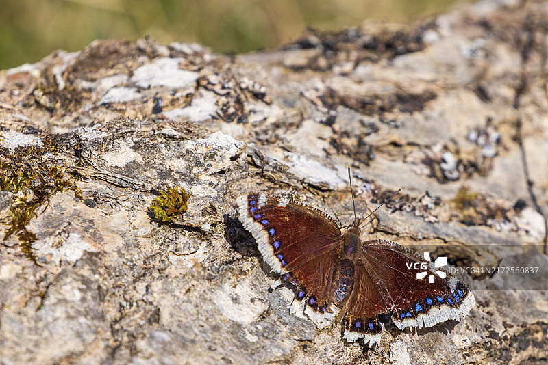 树桩上的黑裙蛱蝶图片素材