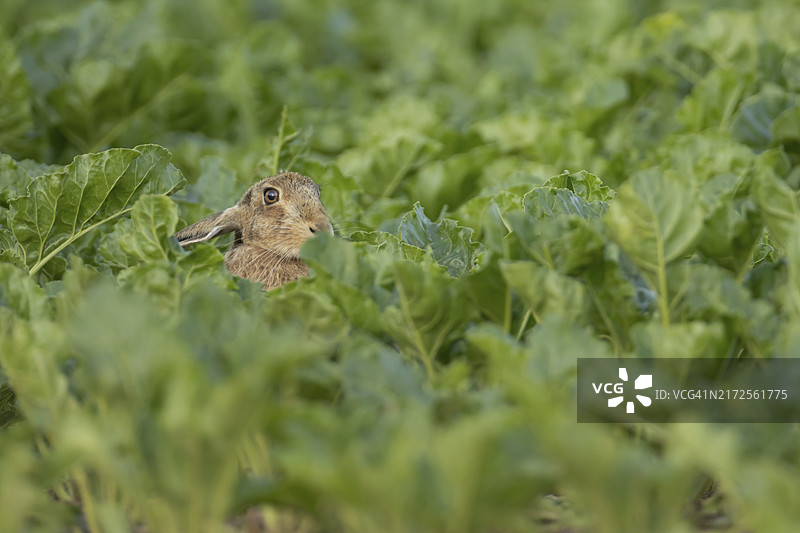 英格兰萨福克郡，夏季农田甜菜地里的成年棕色野兔图片素材