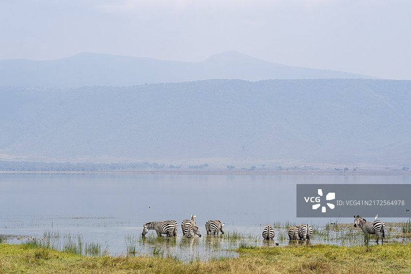 在水边吃草饮水的斑马群图片素材