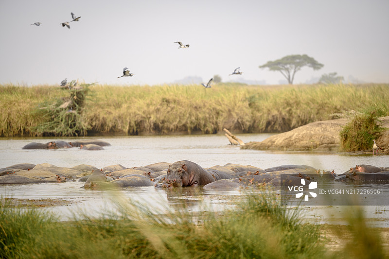 塞伦盖蒂国家公园中浸在水中的河马群图片素材