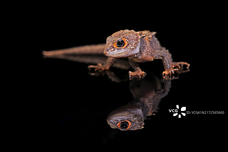红眼鳄蜥，成年，圈养，新几内亚图片素材