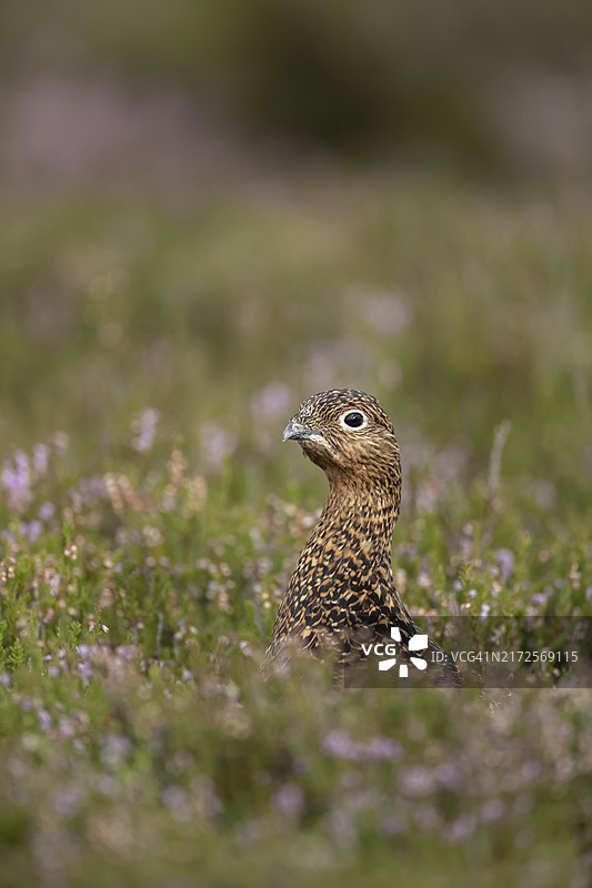 在约克郡荒原的石楠花丛中的红雷鸟成年雌鸟图片素材
