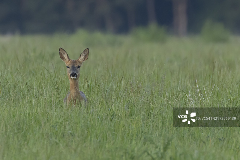 成年雌性狍在农田草地里，英国萨福克郡图片素材