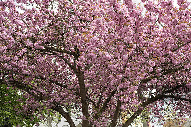 德国北莱茵-威斯特法伦锡根的日本樱花图片素材