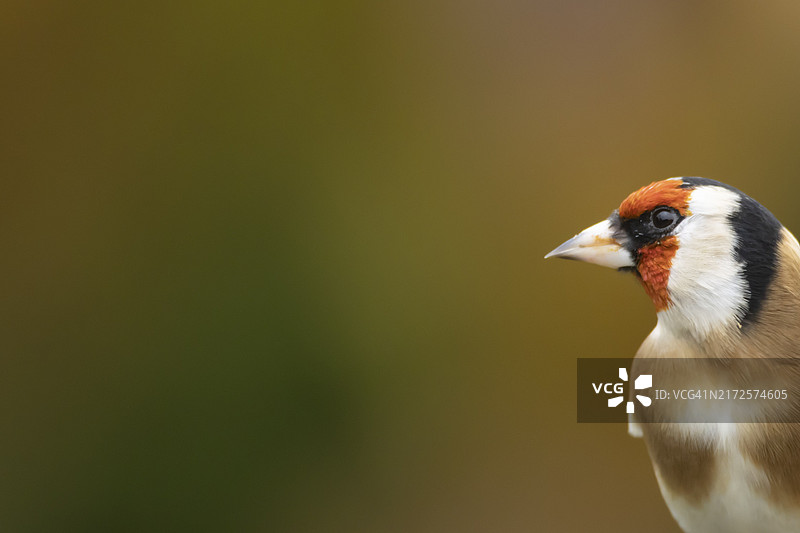 欧洲金翅雀成年鸟头部特写，秋季，英国萨福克图片素材