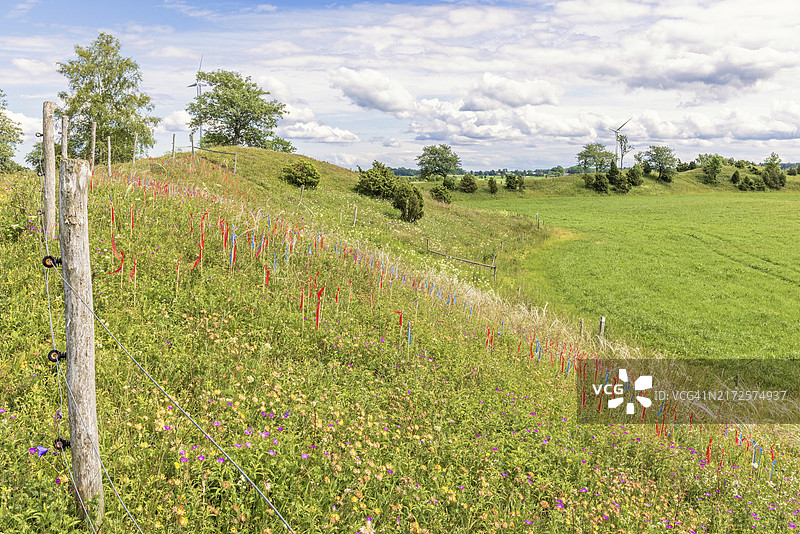 蛇形丘：开满野花的自然保护区，位于瑞典图片素材