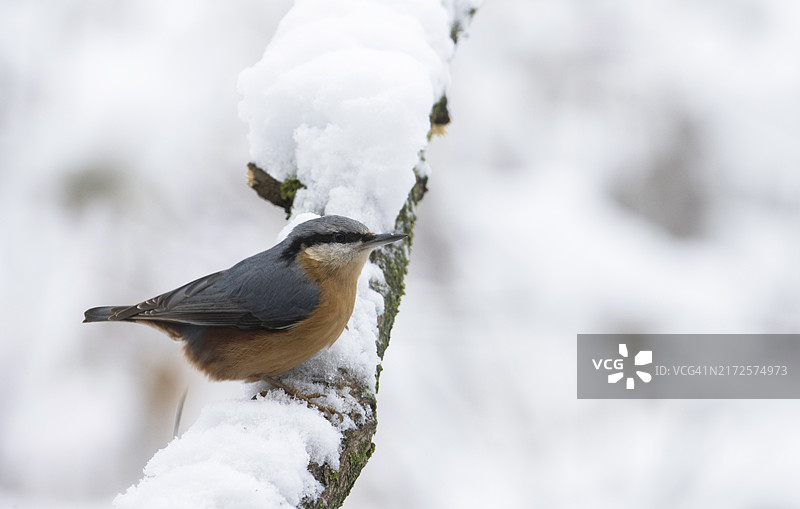 雪地里的欧亚䳭（奥地利下奥地利州）图片素材