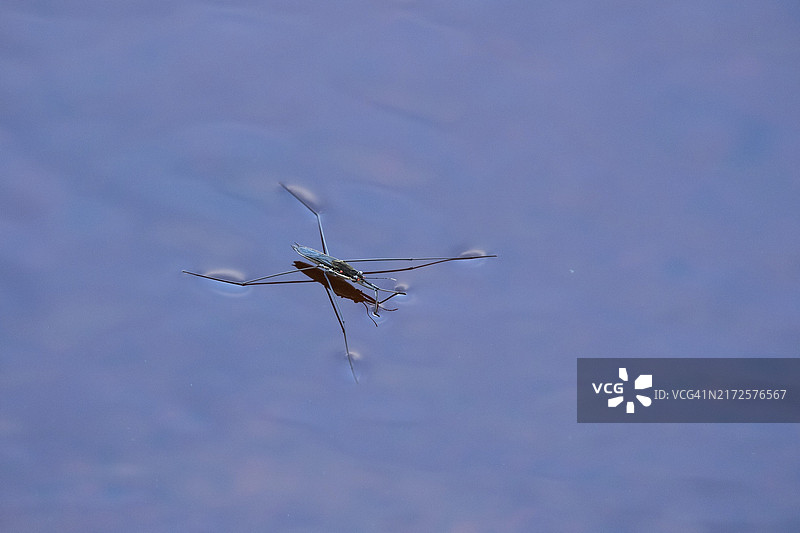 在芬兰哈托拉附近的普通水黾图片素材