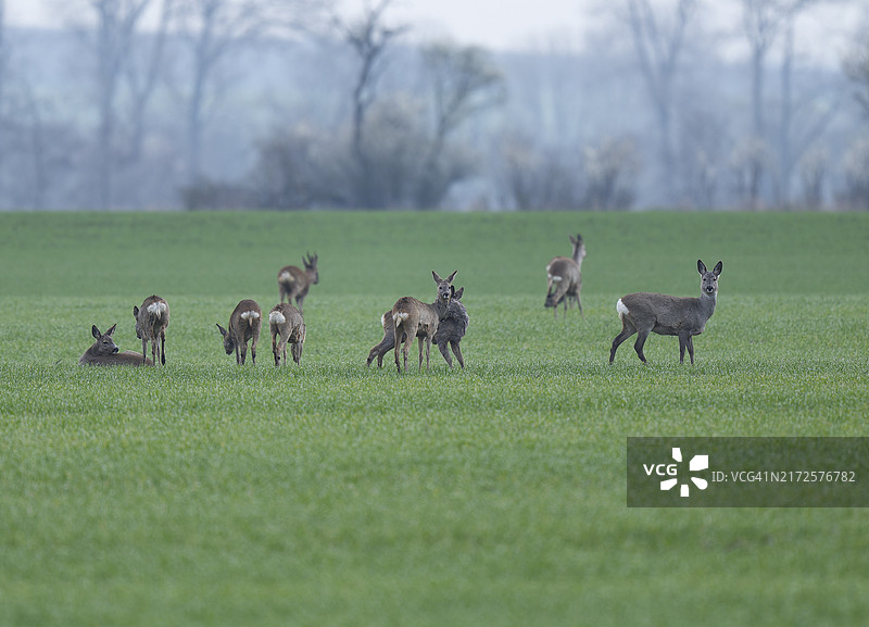 欧洲狍（Capreolus capreolus），一群在田野里跳跃的野生动物，德国图林根图片素材