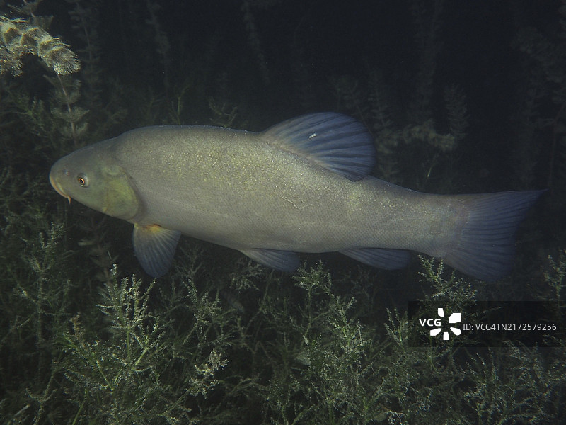 夜晚在水下绿植中穿梭的丁鱥，瑞士苏黎世湖图片素材