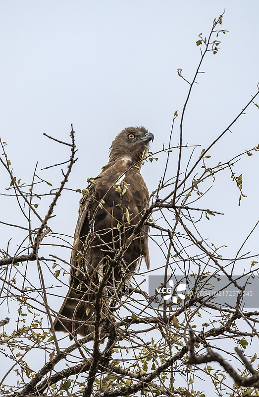克鲁格国家公园的褐蛇雕图片素材