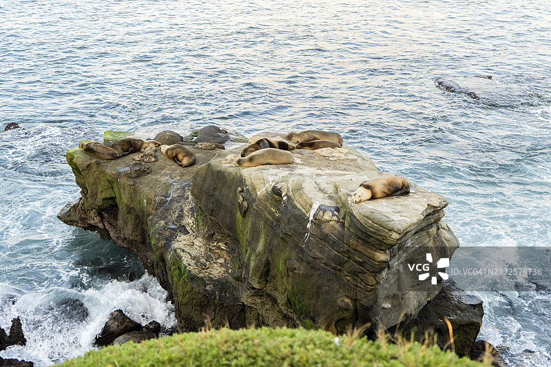 加利福尼亚州圣地亚哥拉霍亚海湾的礁石上休息的海豹群图片素材