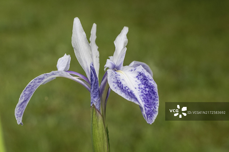 亚洲鸢尾，德国埃姆斯兰图片素材