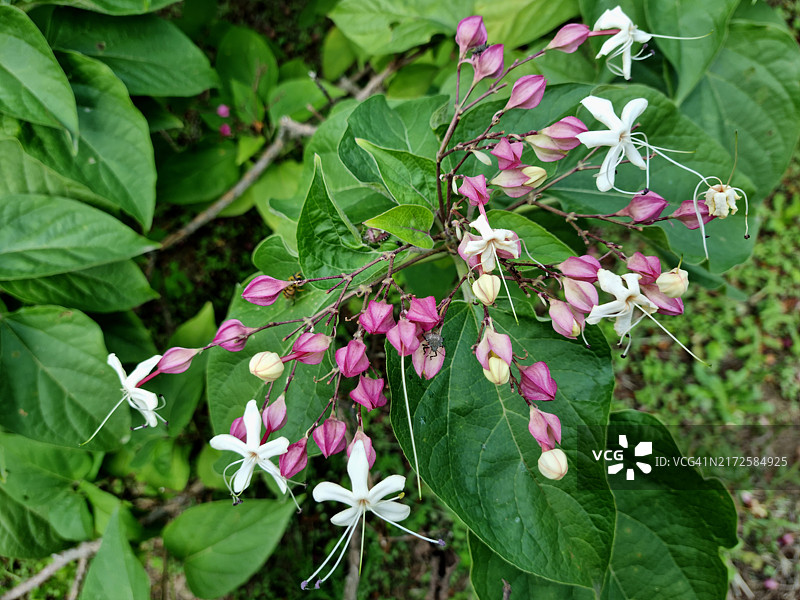 臭茉莉或海州常山图片素材