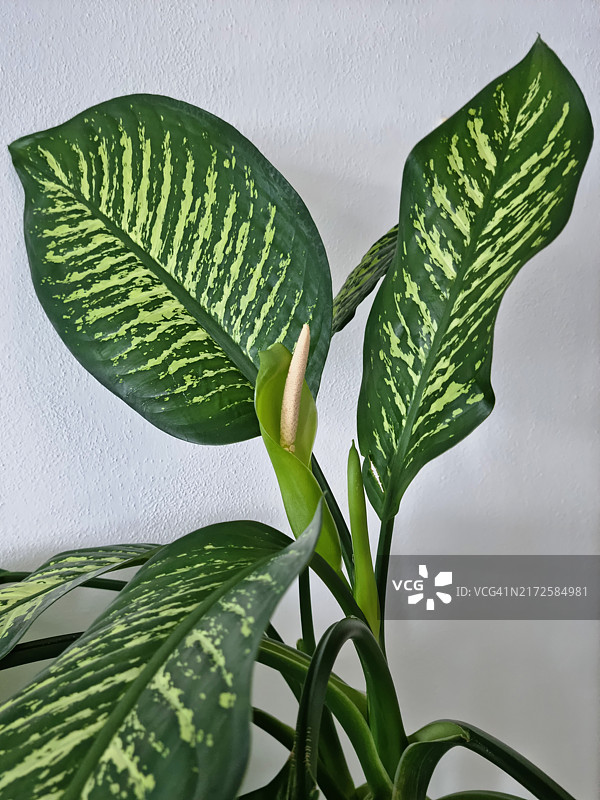 带花的盆栽哑甘蔗（花叶万年青）图片素材