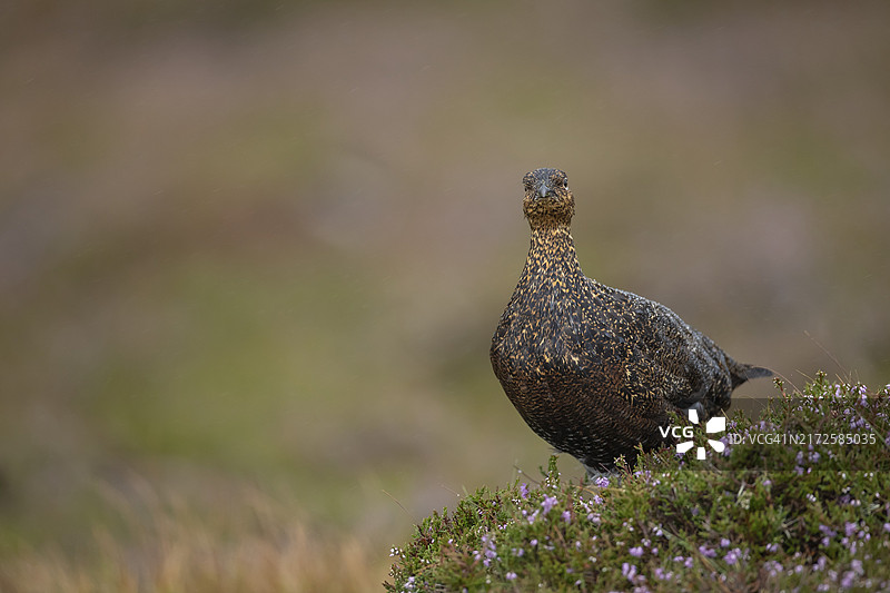 红雷鸟（Lagopus lagopus scotica），成年雌鸟站在夏季约克郡荒地开花的石楠花上，英格兰，英国，欧洲图片素材