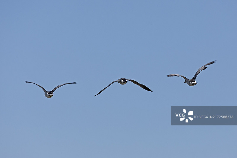 白颊黑雁在德国易北河上空飞行图片素材
