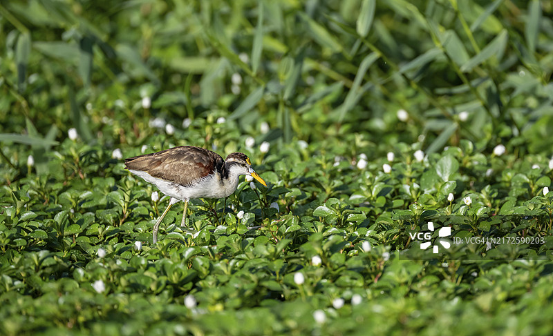 科斯达黎加托尔图格罗国家公园水中花卉植物间的北方长脚鹬图片素材