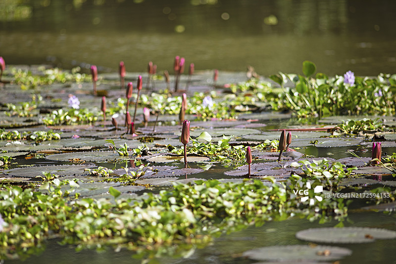 印度喀拉拉邦的红睡莲图片素材