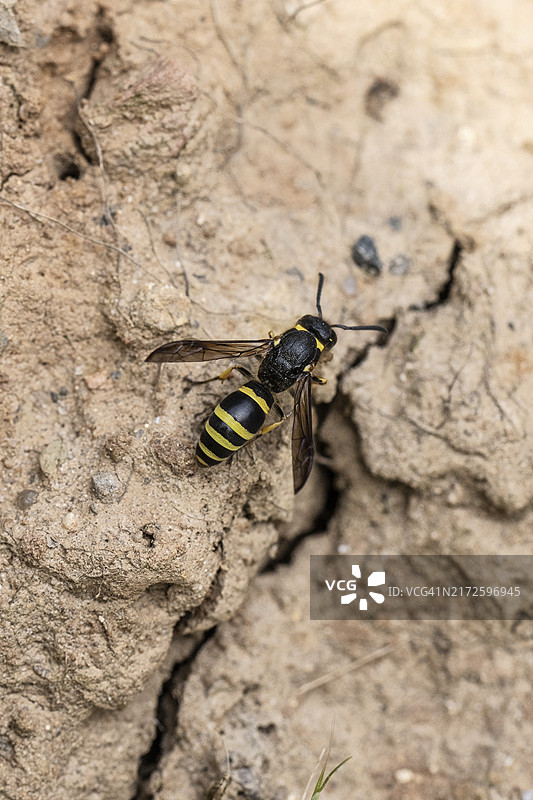 黑角异腹胡蜂，德国下萨克森州埃姆斯兰地区图片素材