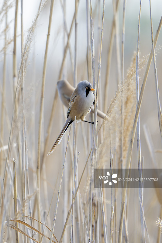 胡须芦苇(Panurus biarmicus)，坐在芦苇，Neusiedler See-Seewinkel国家公园，布尔根兰，奥地利，欧洲图片素材