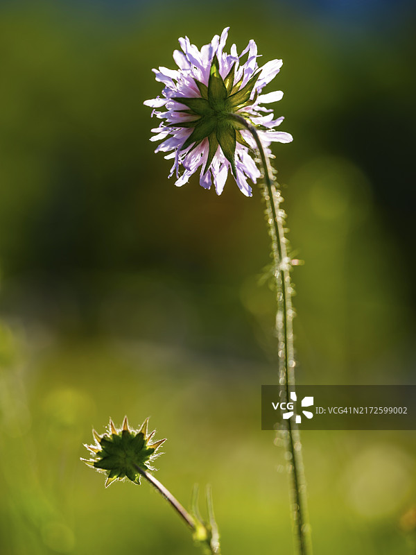 长叶寡妇花图片素材