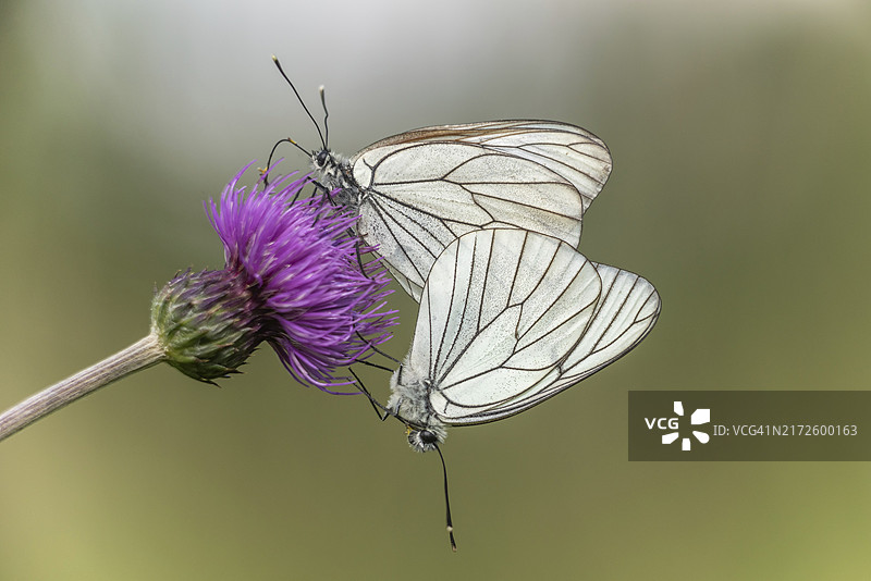 黑脉园粉蝶交配图片素材