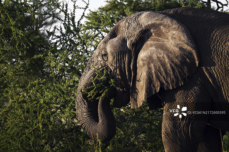 非洲象在坦桑尼亚塞伦盖蒂国家公园吃金合欢树枝图片素材
