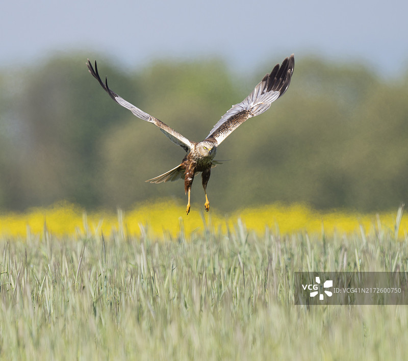 雄性西方沼泽鹞在德国图林根的谷物地上空飞行觅食图片素材