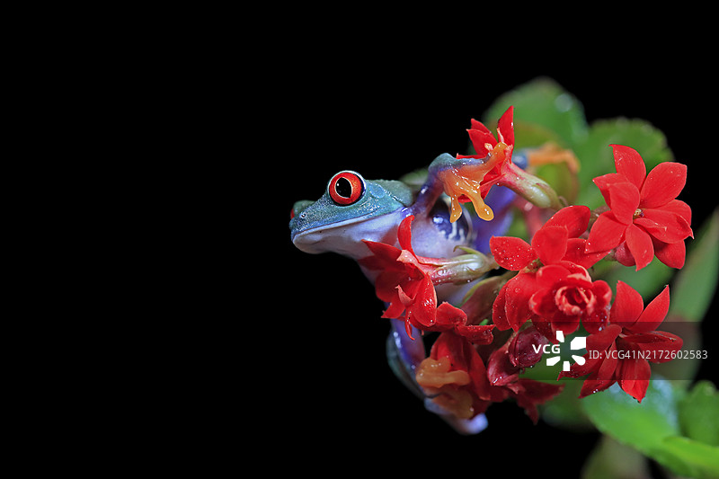 红眼树蛙：中美洲花丛中的成年蛙图片素材