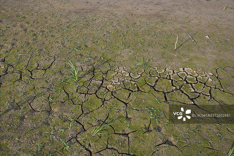 干燥的鲤鱼池塘中被撕裂的土地，弗兰克尼亚，巴伐利亚，德国，欧洲图片素材