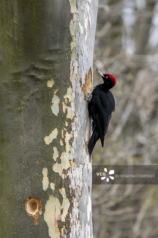 黑啄木鸟在其树上的繁殖洞穴中，雄性，下奥地利州，奥地利，欧洲图片素材