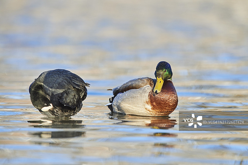 巴伐利亚湖面上的绿头鸭与欧亚水鸡，德国图片素材