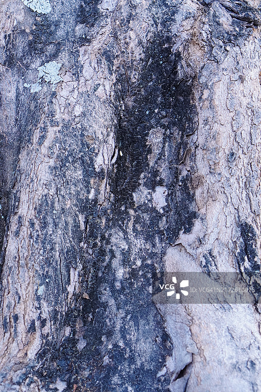 树皮的纹理背景图片素材