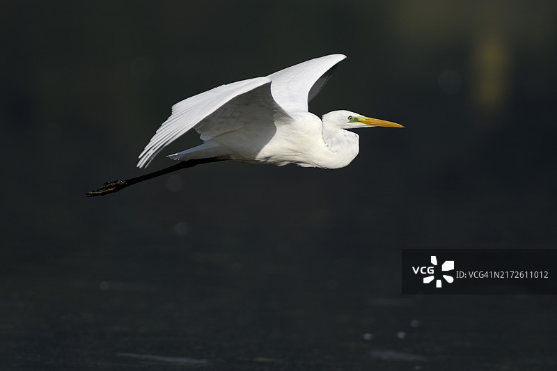 德国北莱茵-威斯特法伦州飞行中的大白鹭图片素材