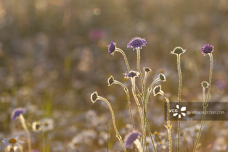 德国巴登-符腾堡州上多瑙河自然公园的蓝盆花图片素材