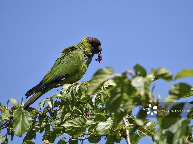 野生南达锥尾鹦鹉，摄于阿根廷布宜诺斯艾利斯图片素材