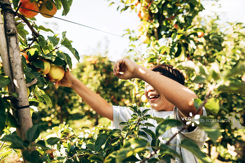 学龄男孩苹果园采摘图片素材