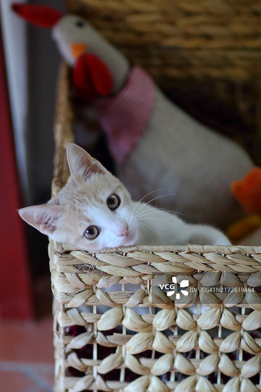 小猫在家玩耍图片素材