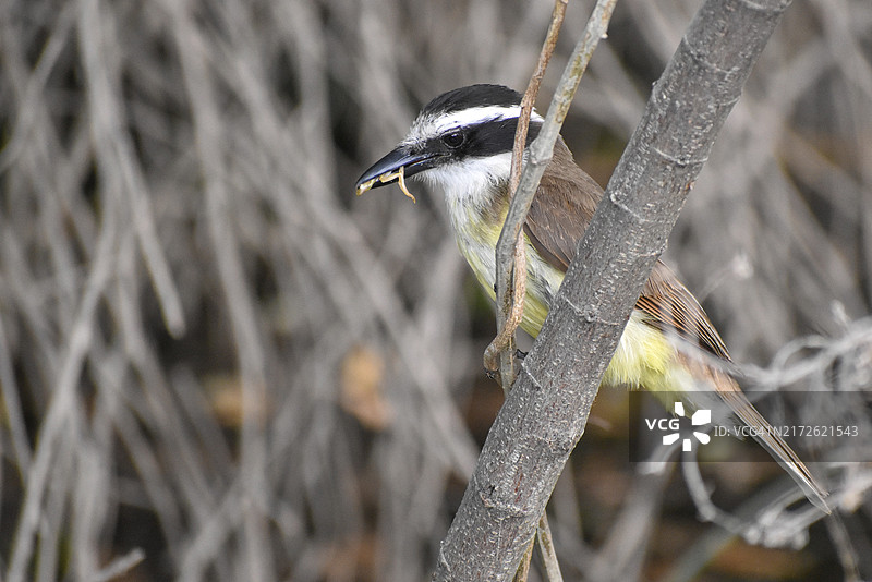 阿根廷布宜诺斯艾利斯:野生大黄霸鹟(Pitangus sulphuratus)嘴里叼着一只小真蛙图片素材