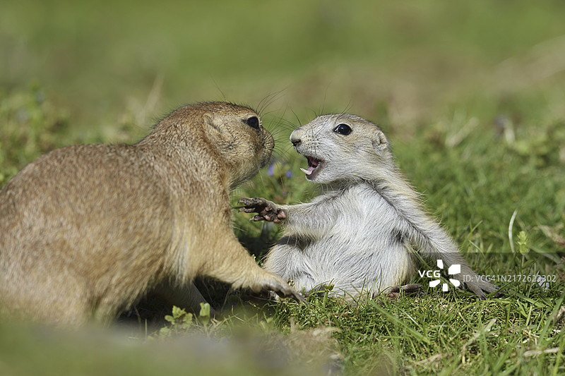 北美洲，带有幼崽的黑尾草原犬鼠图片素材