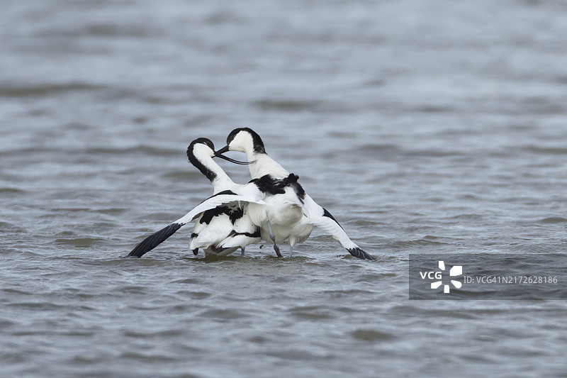 两只成年反嘴鹬在英格兰泻湖中展示求偶行为图片素材