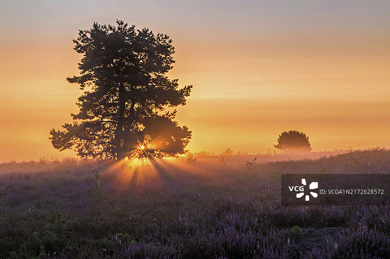 明媚逆光下的梅林格海德和一棵树的日出图片素材