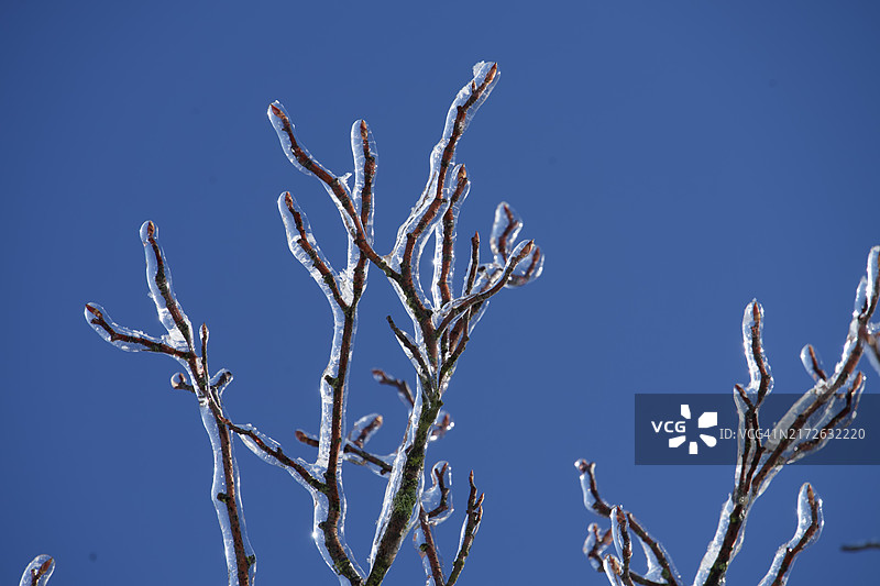 覆盖着冰的灌木树枝图片素材