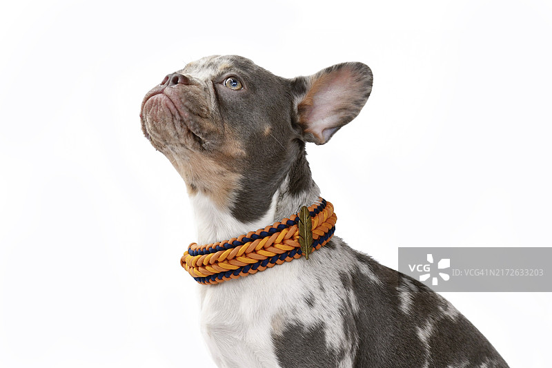 在白色背景上，长着健康鼻子的梅尔法斗犬戴着伞绳项圈的侧视图图片素材