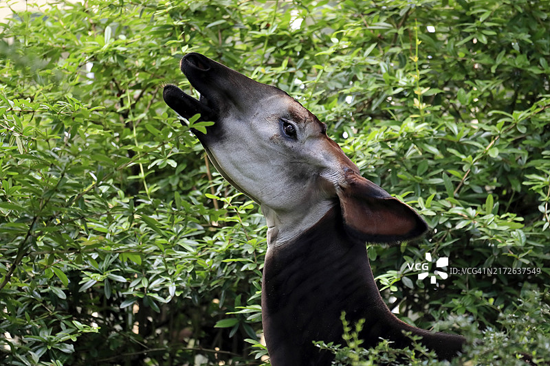 成年㺢㹢狓觅食肖像图片素材