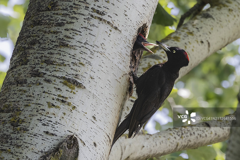黑啄木鸟雌性喂养后代，奥地利布尔根兰州新锡德尔湖国家公园，欧洲图片素材