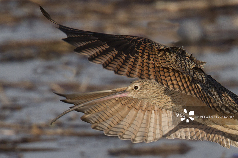 长嘴半蹼鹬飞行特写图片素材