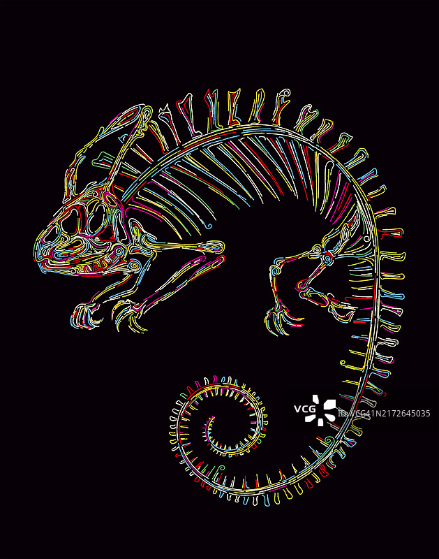 黑色背景上的彩色变色龙骨骼矢量图图片素材