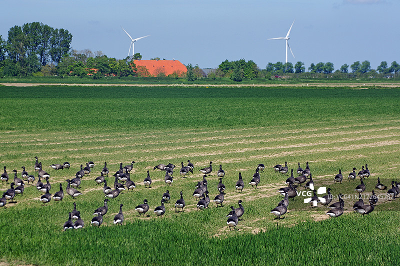 东斯海尔德国家公园农田上的鹅群，风力涡轮机，荷兰泽兰省图片素材